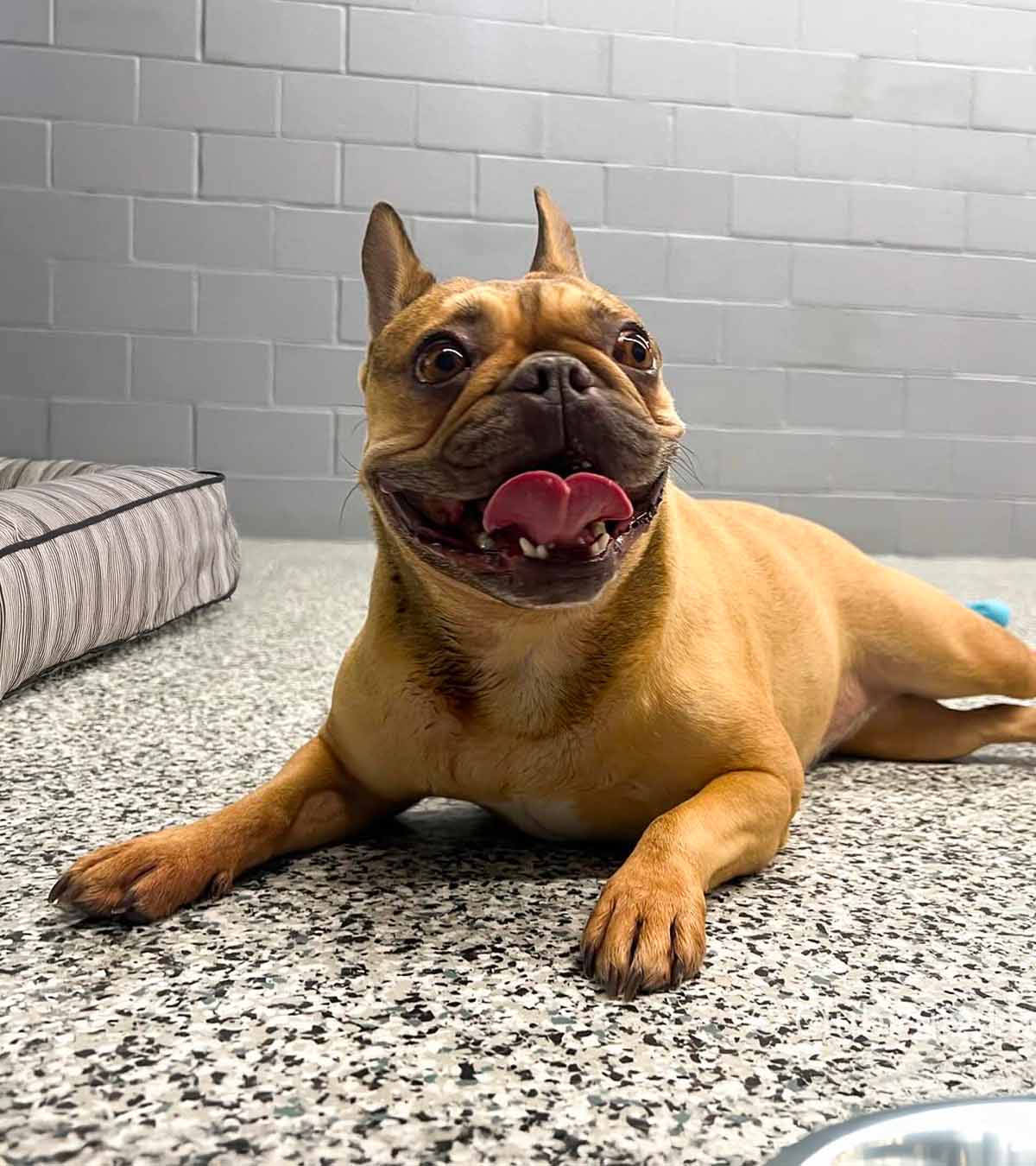 Dog Boarding at Club Pups