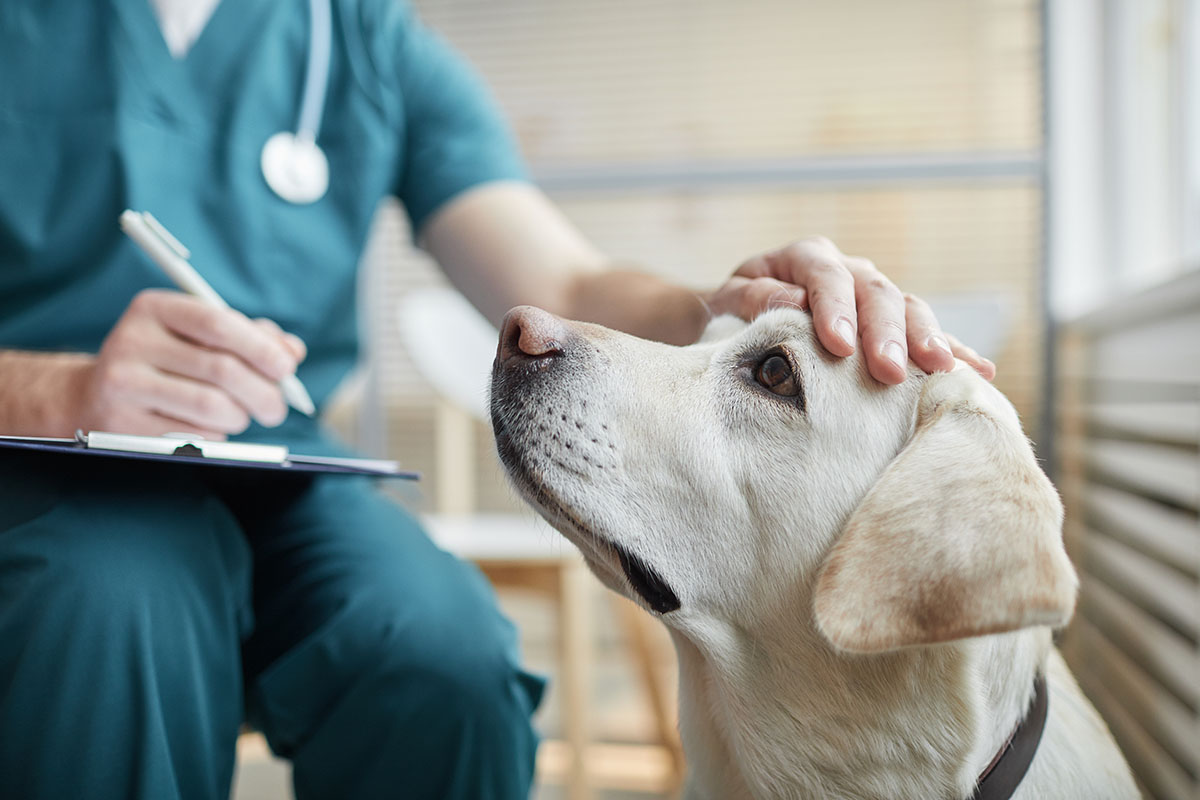 Vet Partnerships