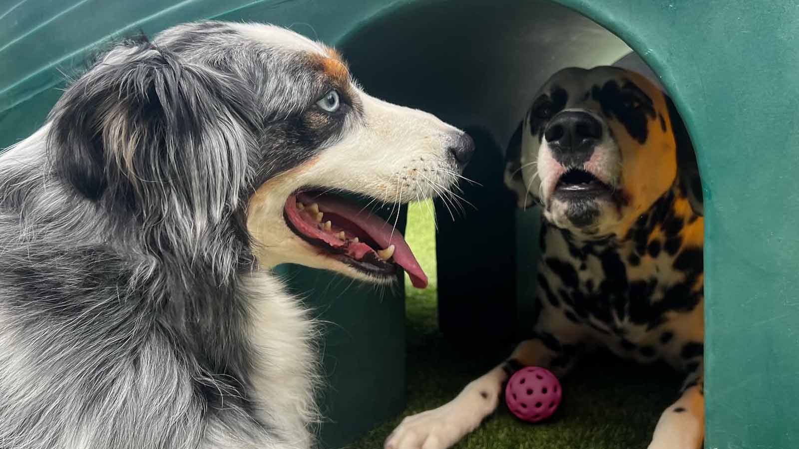 Club Pups pets