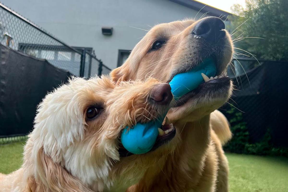 Club Pups pets