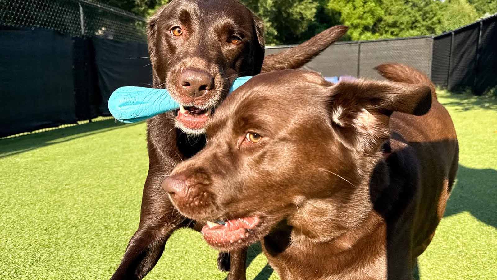 Club Pups pets