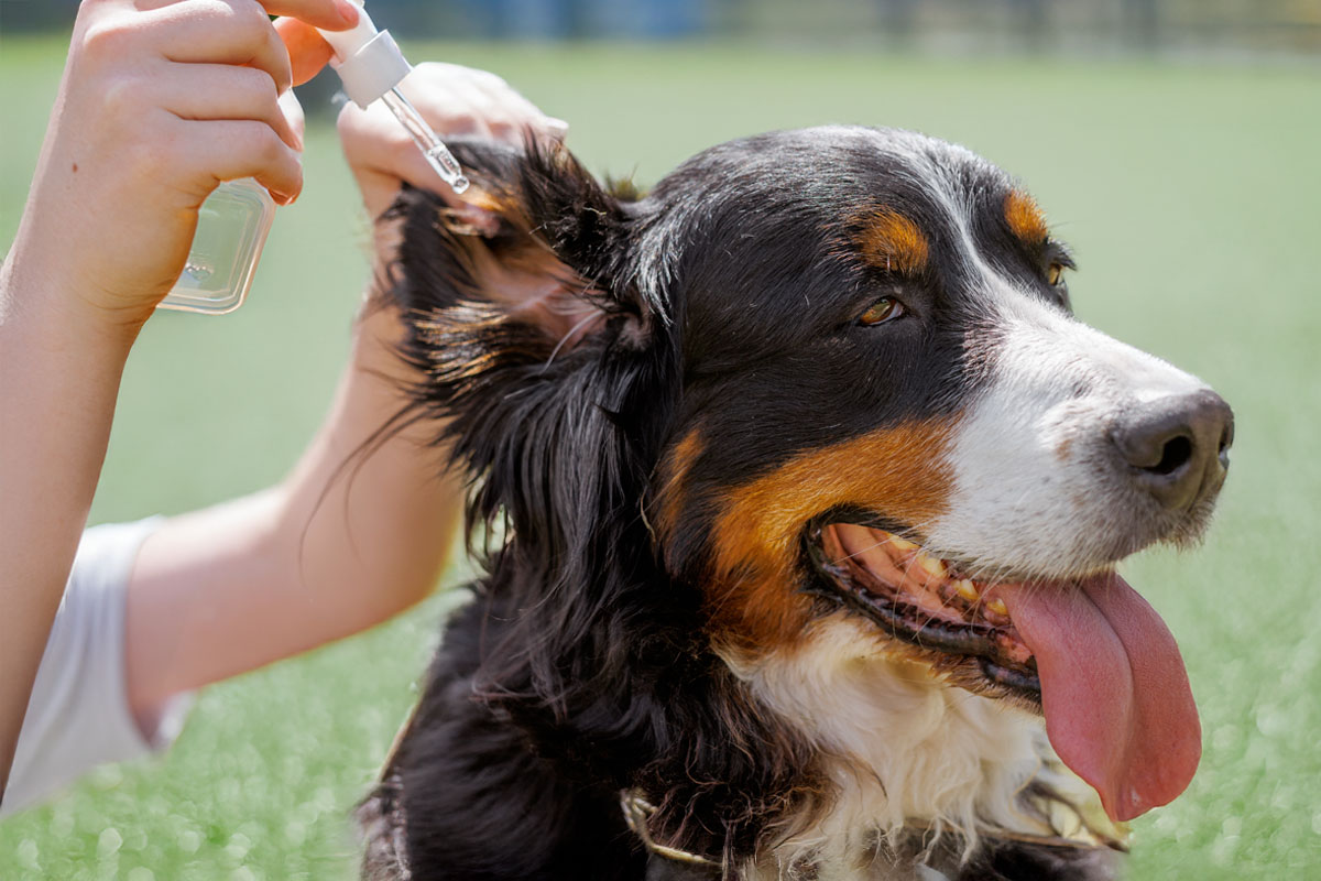 A pup having medicine administered