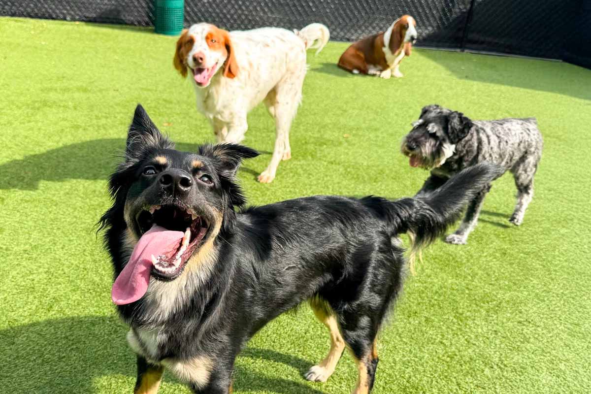 Club Pups pets