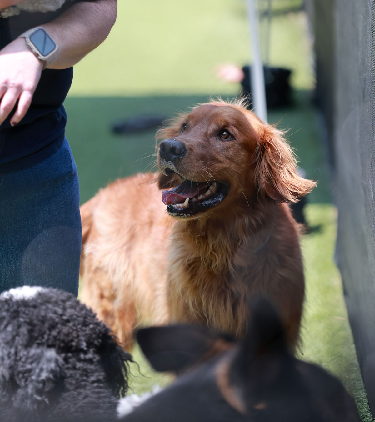 Pups socializing
