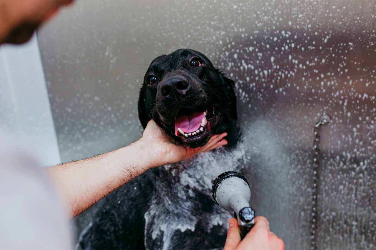 Spa & Grooming Services at Club Pups