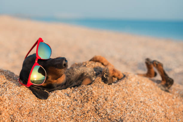 Club Pups Is Coming to Hilton Head Island