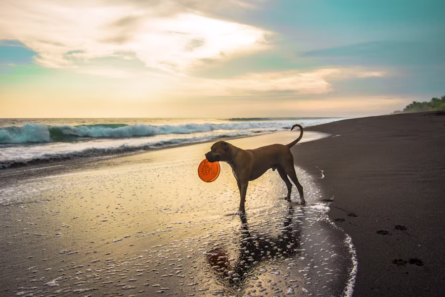 Being On the Island Matters When Choosing Dog Boarding in Hilton Head