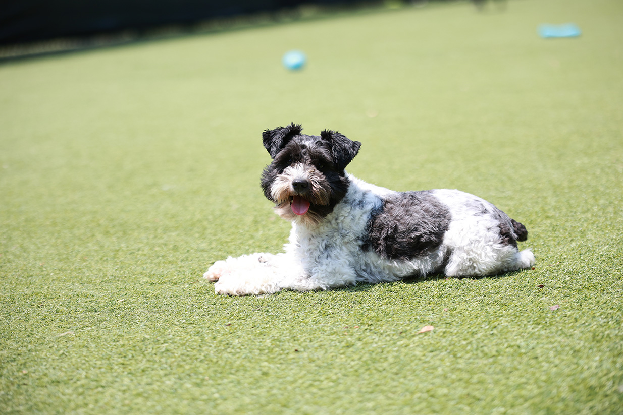 Dog daycare & boarding in Fort Mill, SC